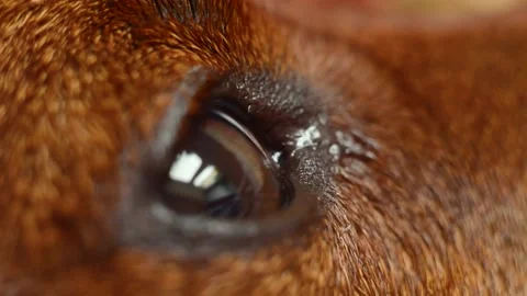 Dog's eye close-up. The look of a pet. Macro video shooting. Stock Footage 155425754