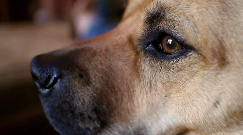Dogs Eye CU Stock-Footage 40540662