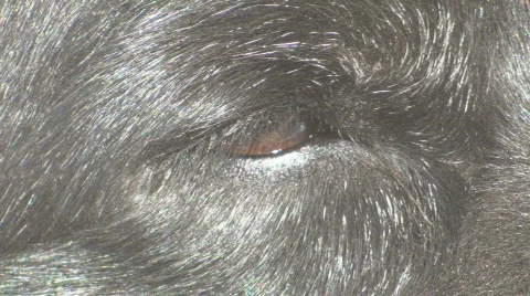 Dogs eye Stock Footage 456490