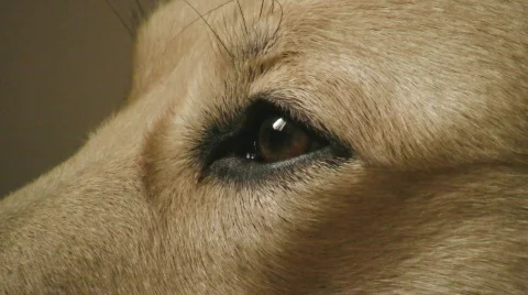 Dogs eye Stock Footage 633327