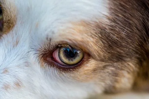 Dogs eye Stock Photos
