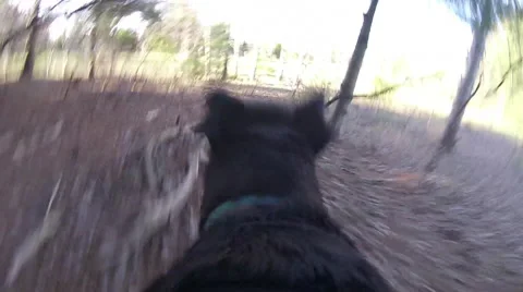 Dog's eye view - Running through a park - GoPro First person Angle Stock Footage 62867137