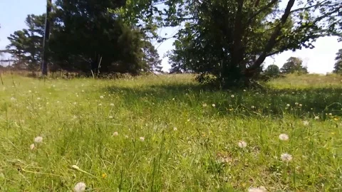 Dog's eye view running through the yard 스톡 동영상 91218997