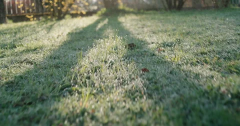 Dog’s Eye View: Sniffing Through Glistening Dew-Covered Grass in Morning Sun 스톡 동영상 332840373