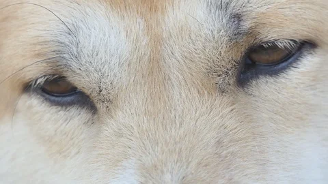 Dog's eyes. Stock Footage 104097723