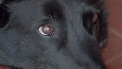 Dogs eyes Stock Footage 146642805