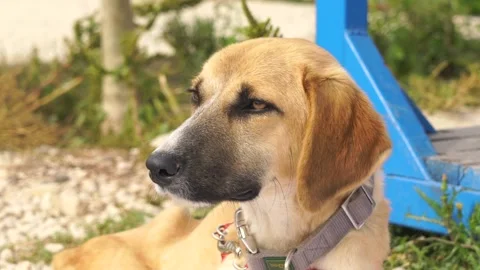 Dog's face close-up Stock Footage 224147719