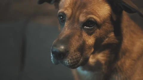 Dogs face close up looking to a camera Stock Footage 137913363