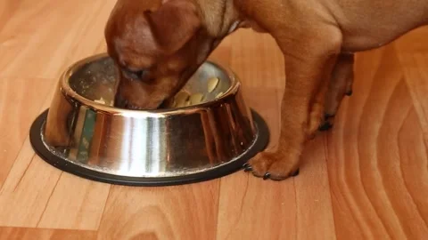 The dog's face eats dry food from a plate. A pet eats dog's fortified food Stock Footage 254078090