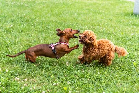 Dogs Face to Face Stock Photos