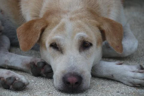 Dog's face lying down and bored. Stock Photos