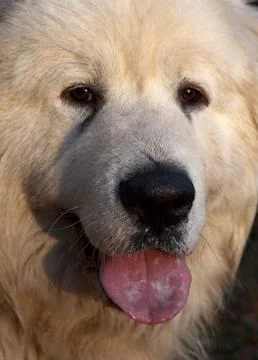 Dog's face Foto stock