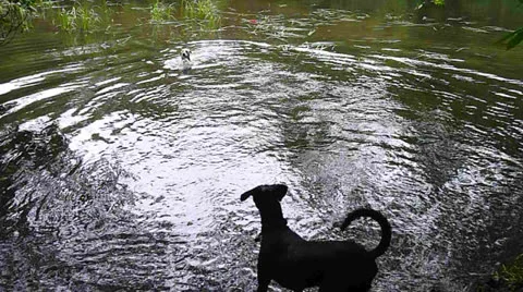 Dogs Fetching in Lake Stock Footage 24993452