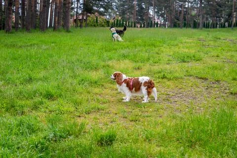 Dogs on a field Stock Photos