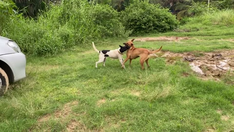 Dogs fighting on the ground Video stock 163753431