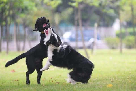 Dogs fighting Stock Photos