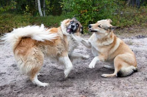Dogs fighting Stock Photos