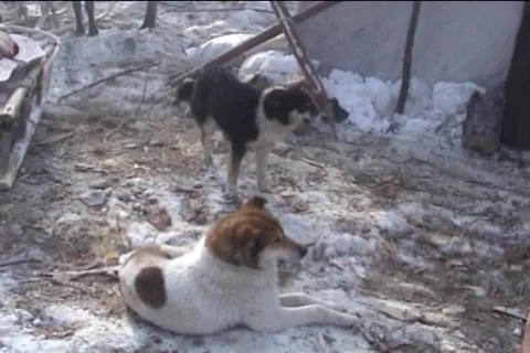 Dogs Stock Footage 723502