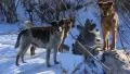 Dogs HD Footage