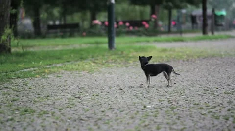 Dogs Stock Footage 11411958