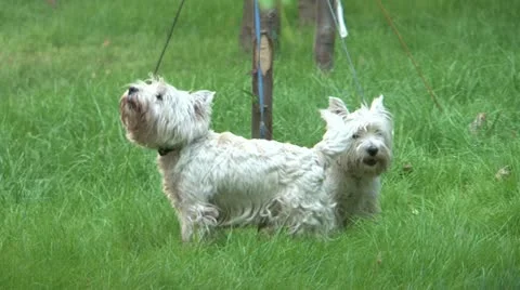 Dogs Stock Footage 12709639