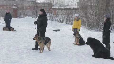 Dogs Stock Footage 20525967