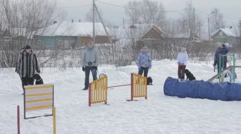 Dogs Stock Footage 20526036