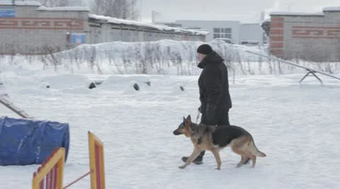 Dogs Stock Footage 20526154