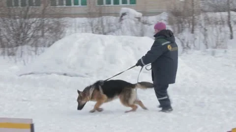 Dogs Stock Footage 20526284