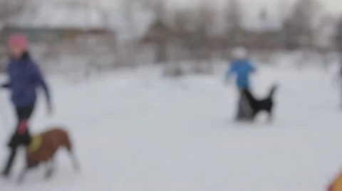 Dogs Stock Footage 20527036