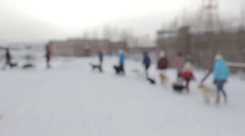 Dogs Stock Footage 20527134