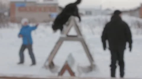 Dogs Stock Footage 20527874