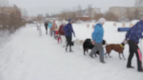 Dogs Stock Footage 20527909