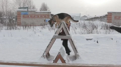 Dogs Video stock 20528094