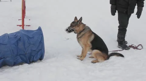 Dogs Stock Footage 20528133