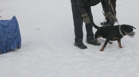 Dogs Stock Footage 20528135