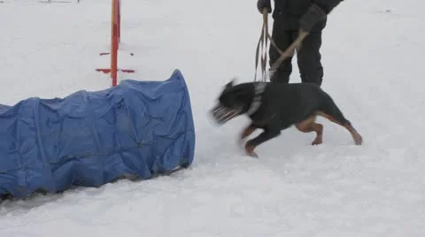 Dogs Stock Footage 20528148