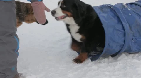 Dogs Stock Footage 20528237