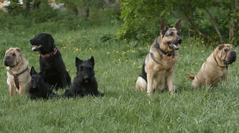 Dogs Stock Footage 24673824