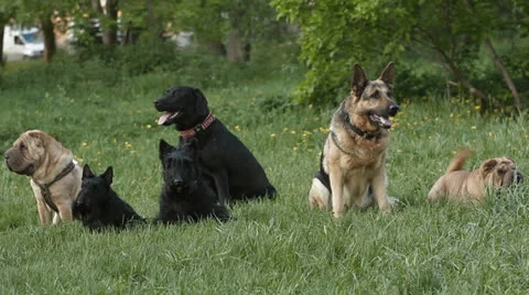 Dogs Stock Footage 24673952