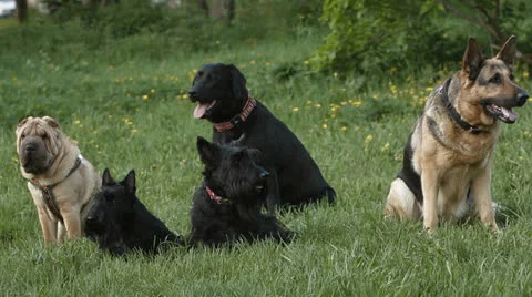 Dogs Stock Footage 24673985