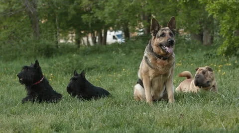 Dogs Stock Footage 24674072