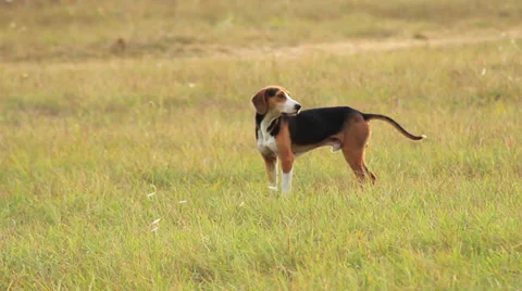 Dogs Stock Footage 31288557