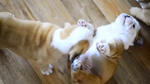 Dogs Stock Footage 75068544