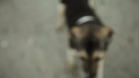 Dogs Stock Footage 115513459