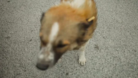 Dogs Stock Footage 115513750