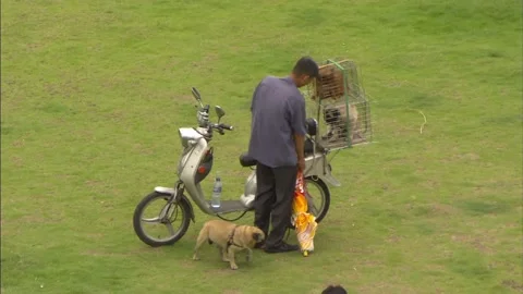 Dogs Stock Footage 130691719