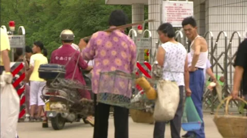 Dogs Stock Footage 130691876