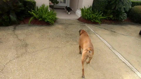 Dogs Stock Footage 137674851