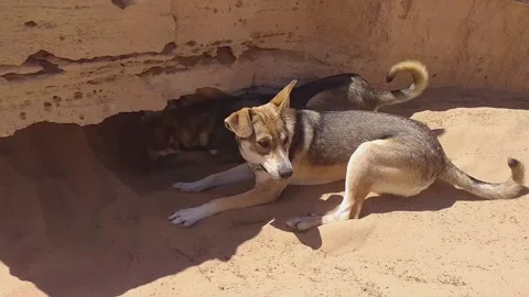 Dogs Stock Footage 164568265